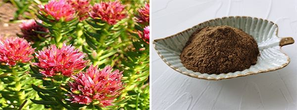 Rhodiola Rosea Root Extract Rhodiola Rosea Root Extract