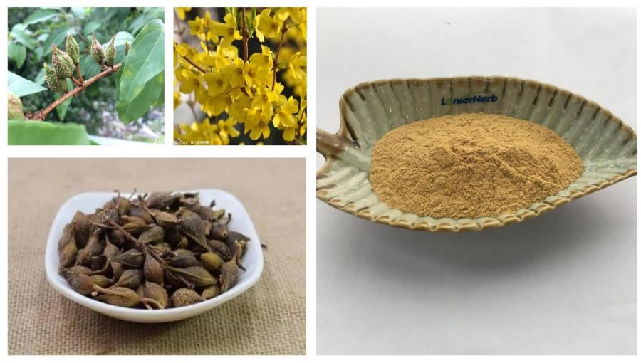 Forsythia Extract, Phillyrin