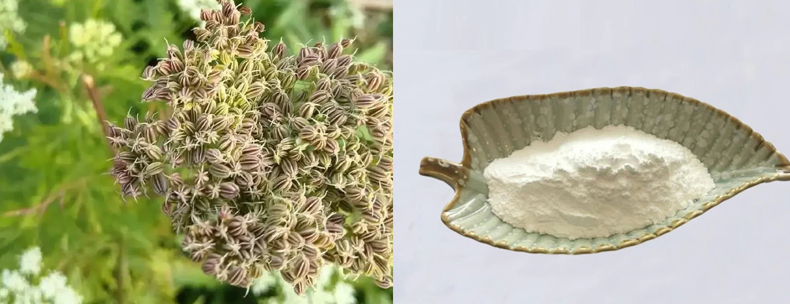 Cnidium Monnieri Extract Cnidium Monnieri Extract
